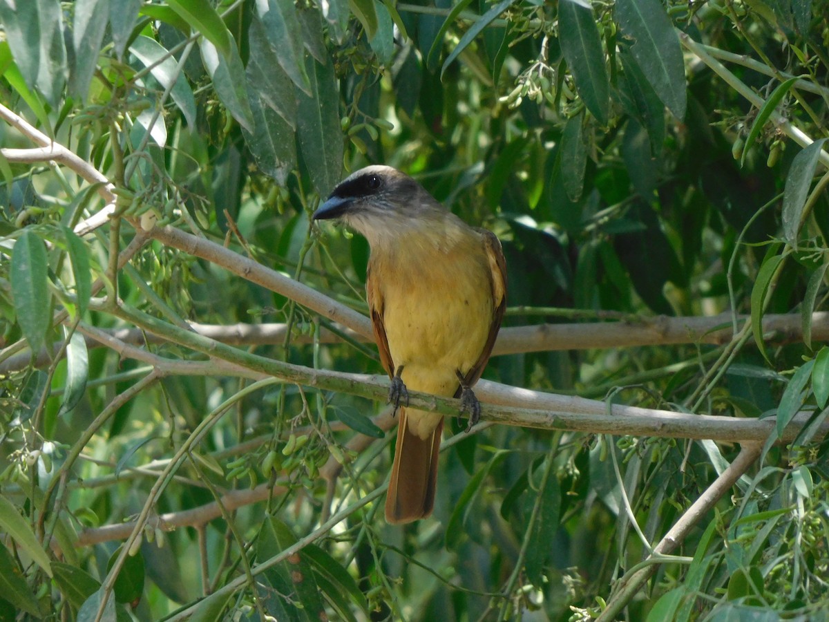 Baird's Flycatcher - ML645912780