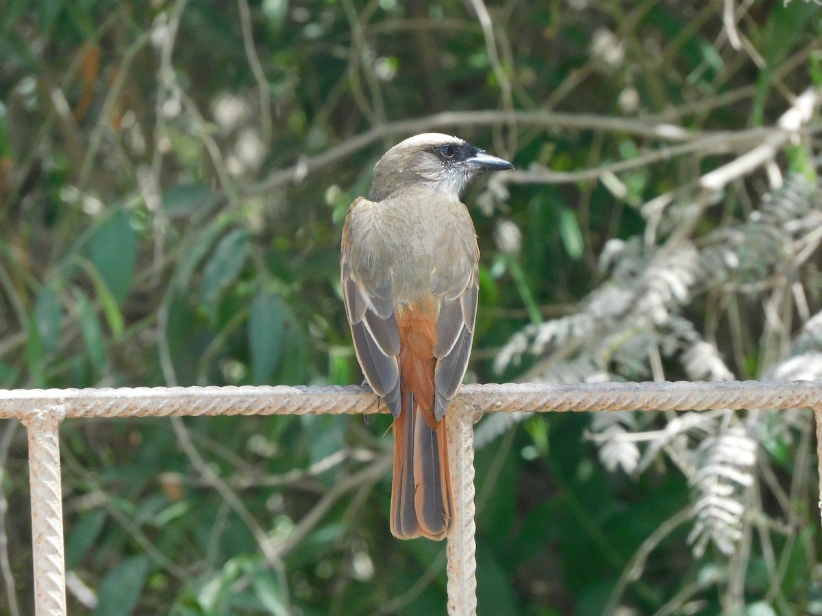 Baird's Flycatcher - ML645912790