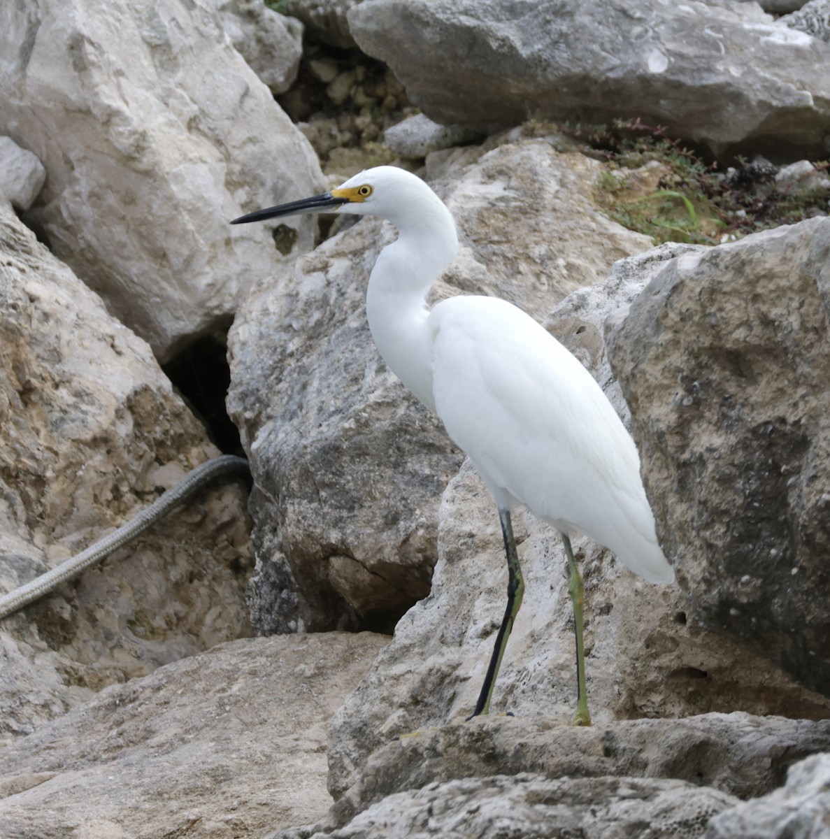 Snowy Egret - ML645912793