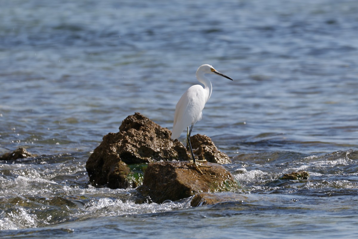 Snowy Egret - ML645912794