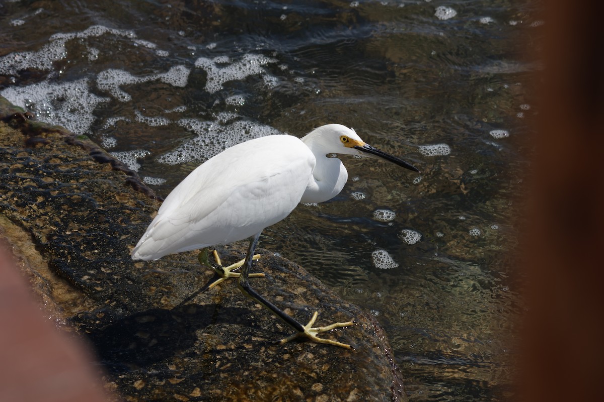 Snowy Egret - ML645912795