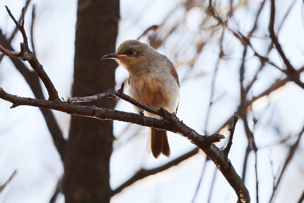 Brown Honeyeater - ML645912799
