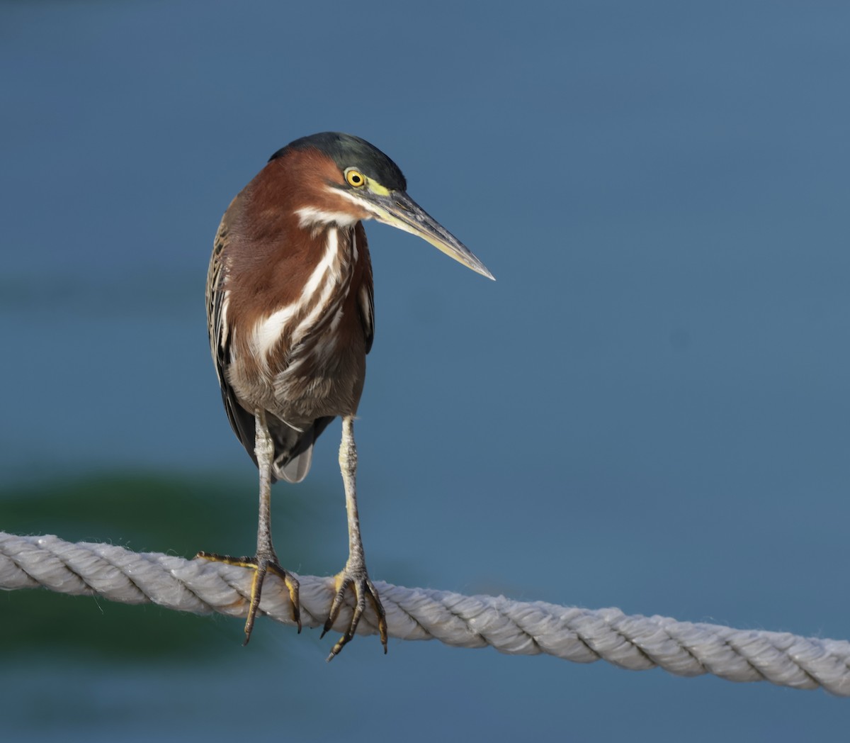 Green Heron - ML645912805