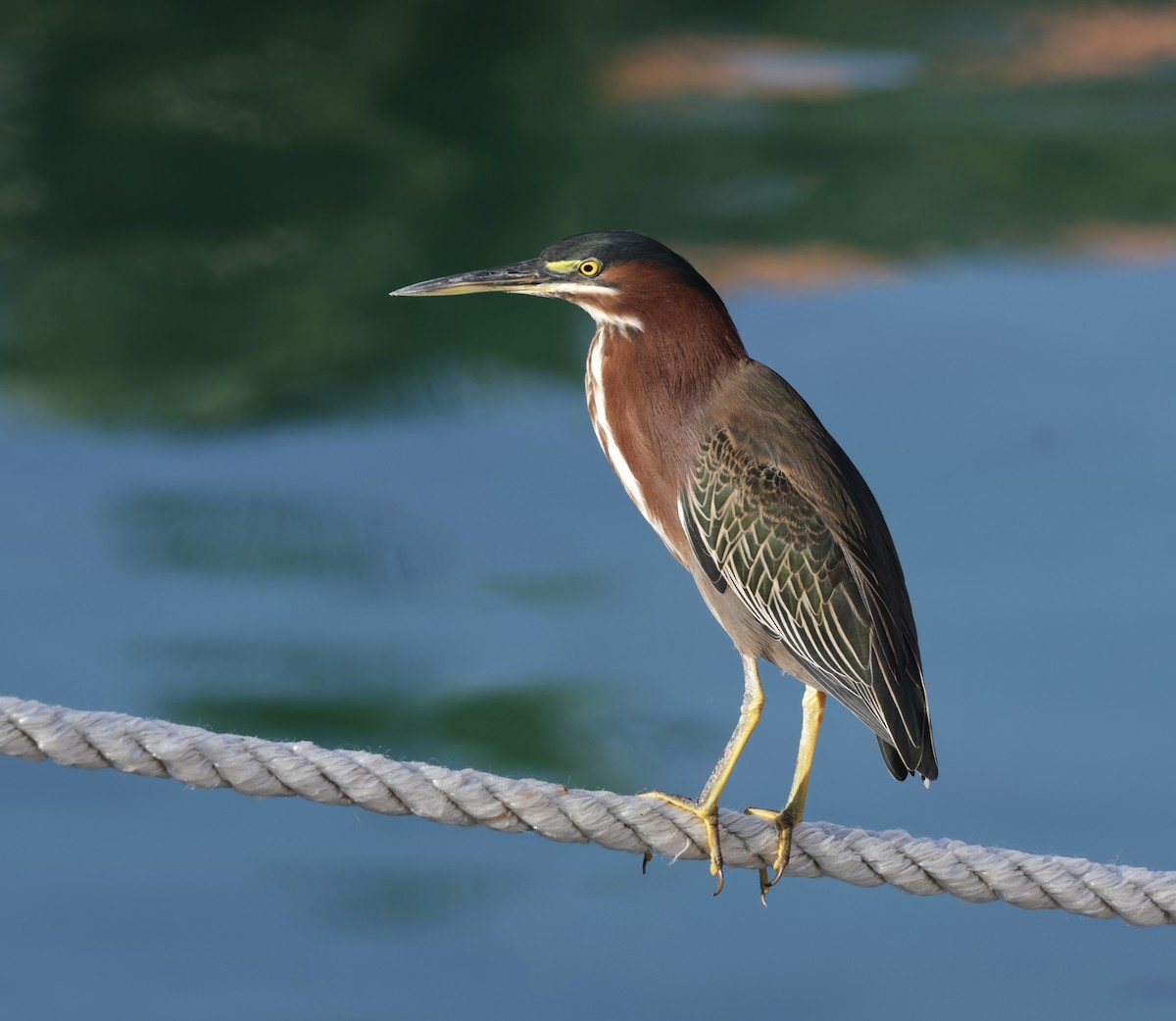 Green Heron - ML645912806