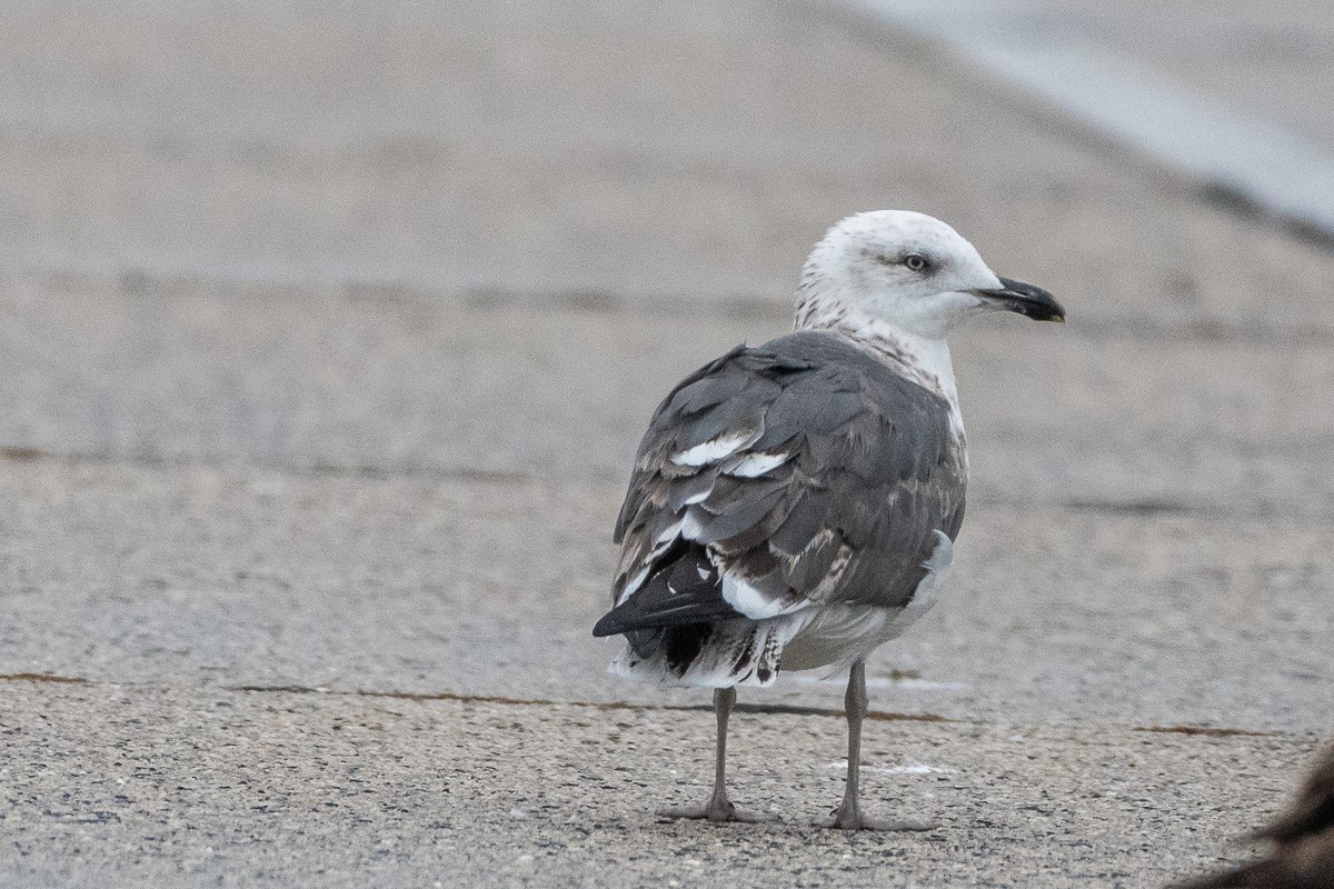 ニシセグロカモメ - ML645912807