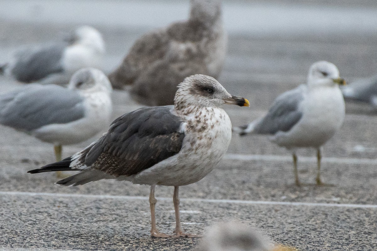 ニシセグロカモメ - ML645912809