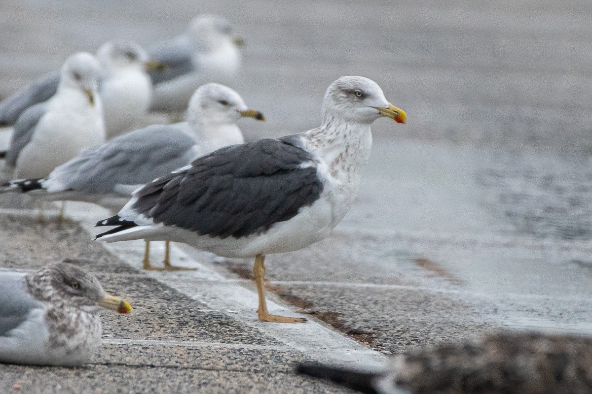 ニシセグロカモメ - ML645912811