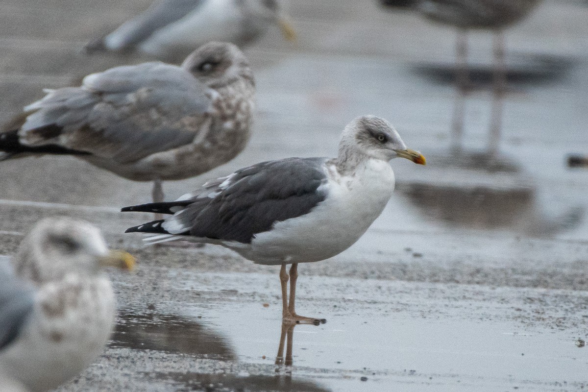 ニシセグロカモメ - ML645912812