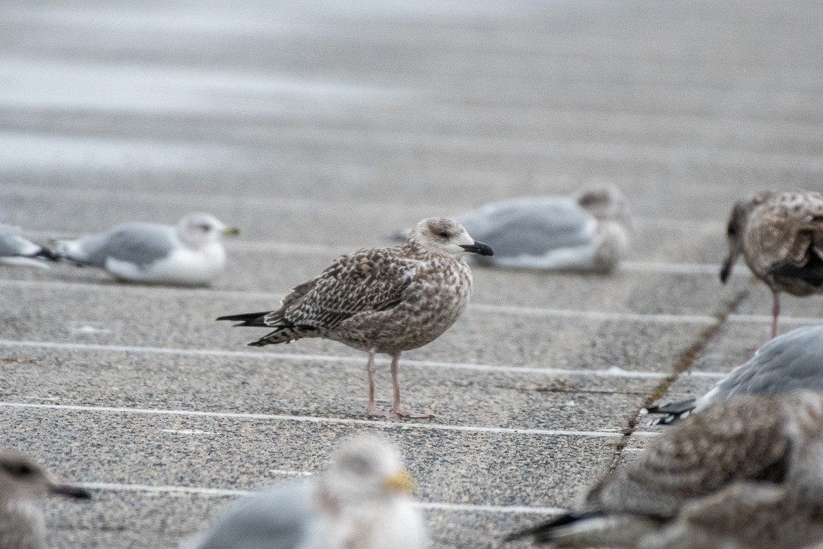 ニシセグロカモメ - ML645912813