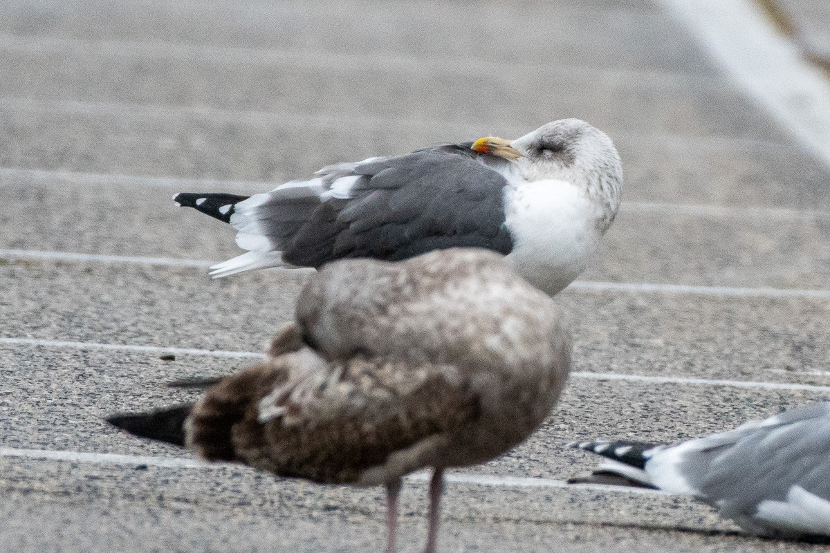 ニシセグロカモメ - ML645912815