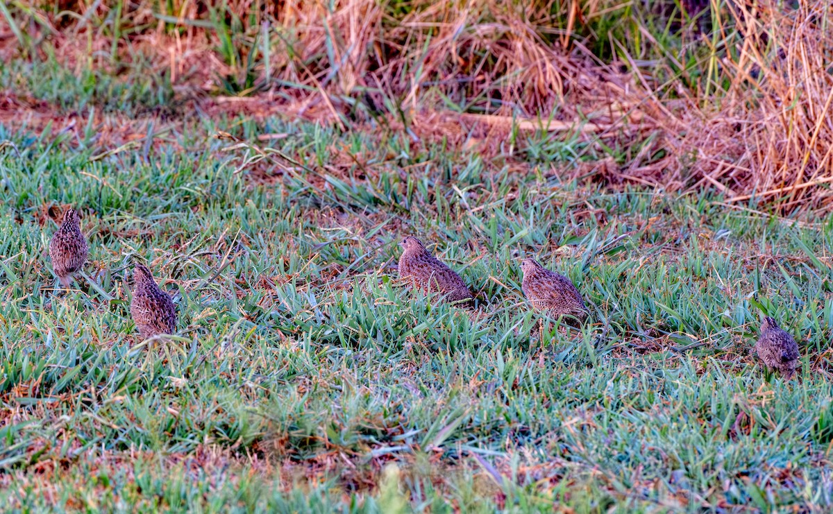 Brown Quail - ML645912816