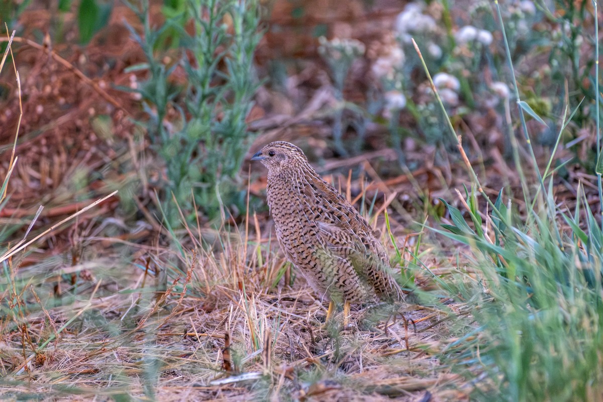 Brown Quail - ML645912817
