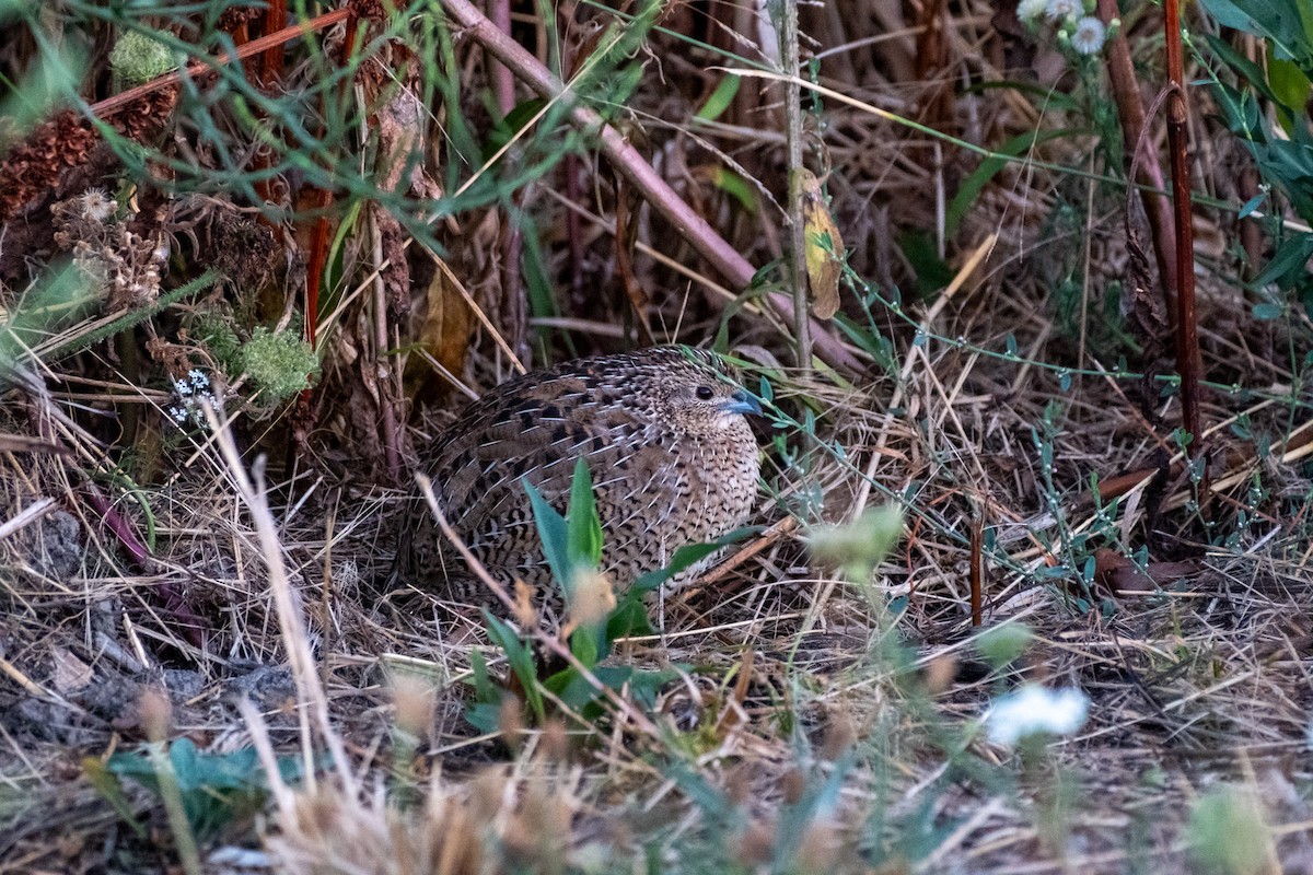 Brown Quail - ML645912818