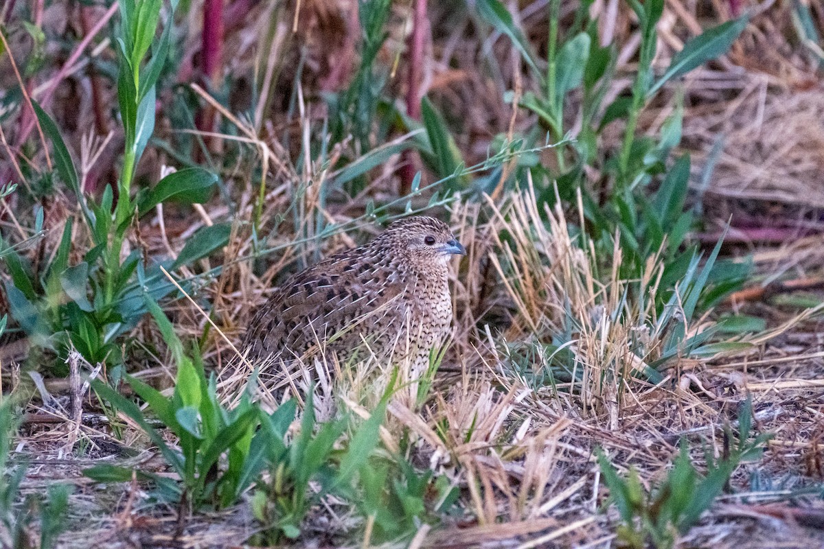 Brown Quail - ML645912819