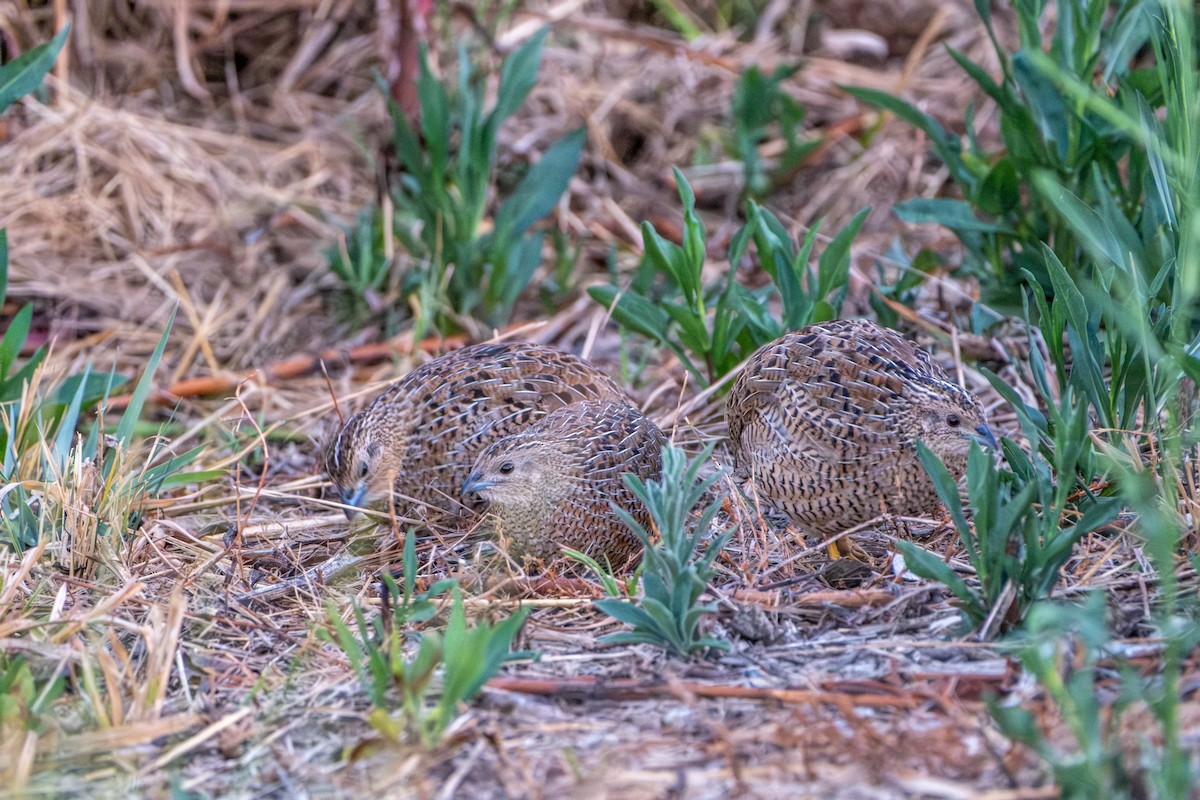Brown Quail - ML645912820