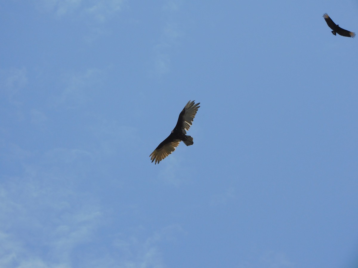 Turkey Vulture - ML645912829