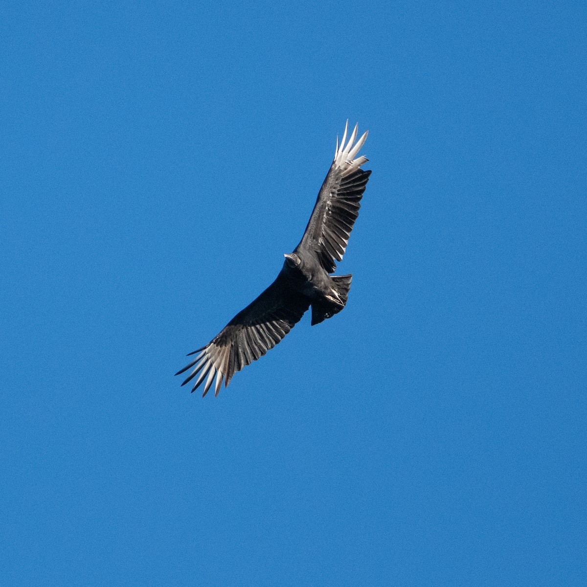 Катарта чорна - ML645912830