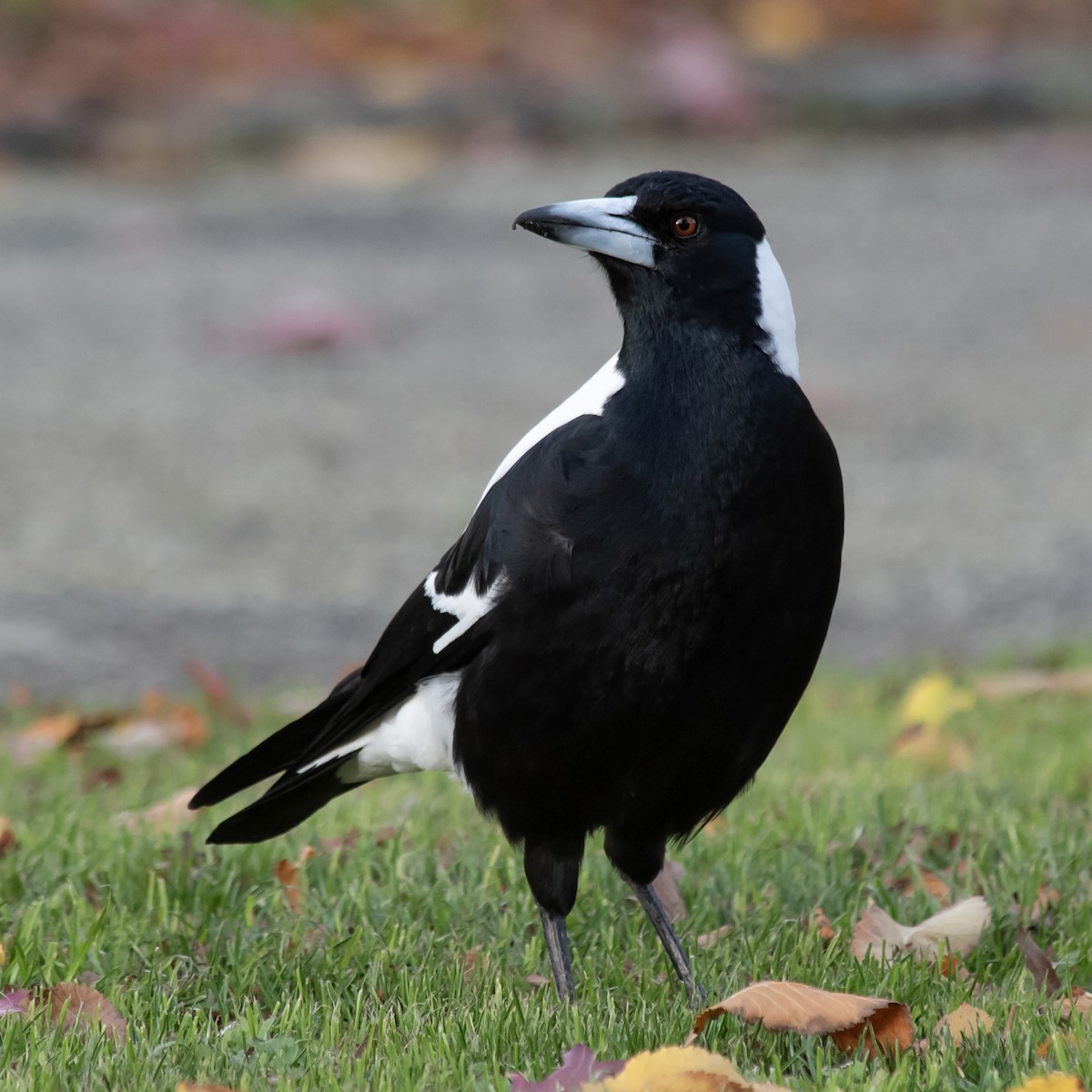 plystreskjære (telonocua/tyrannica) - ML645912836