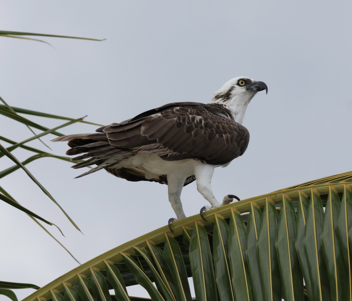 Osprey - ML645912840