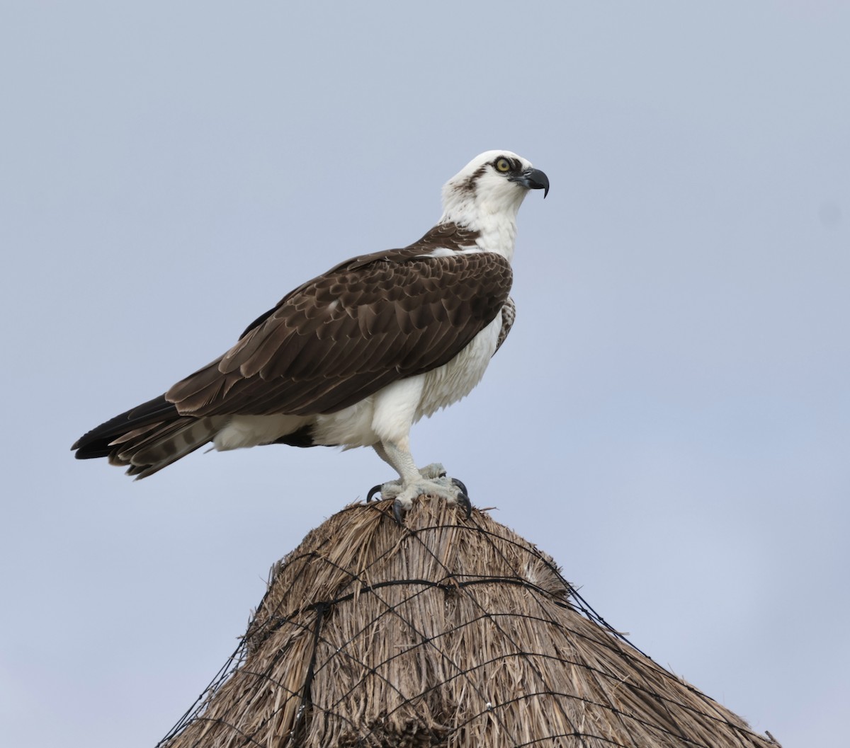 Osprey - ML645912841