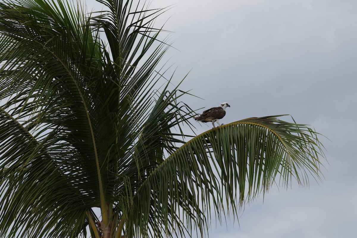 Osprey - ML645912843