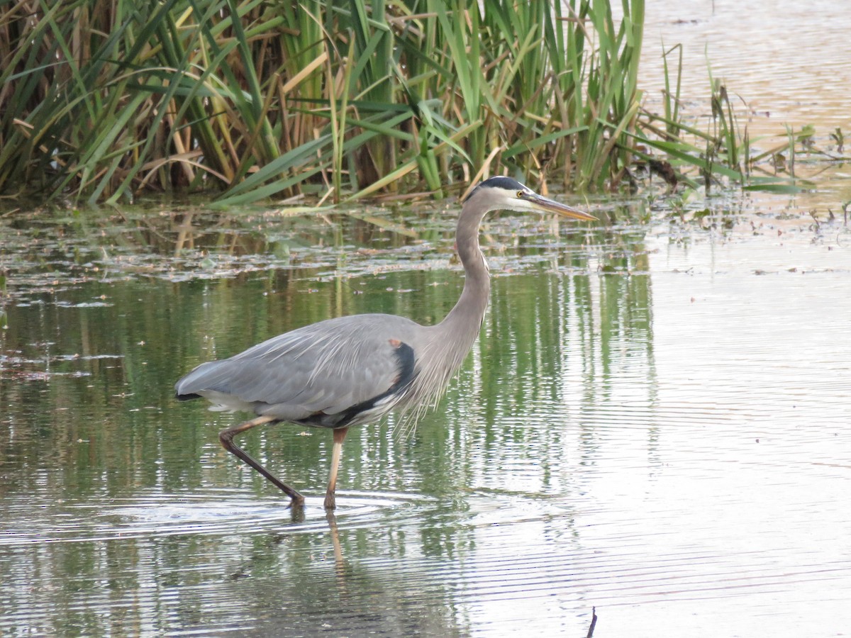Great Blue Heron - ML645912846