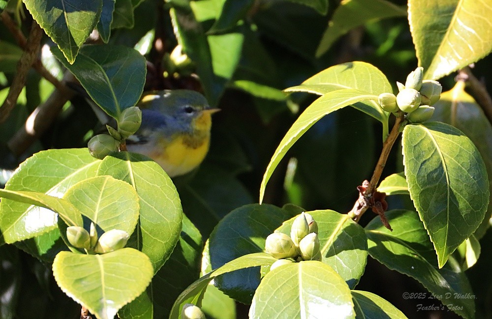 Northern Parula - ML645912847