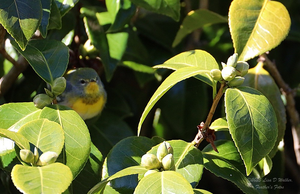 Northern Parula - ML645912848