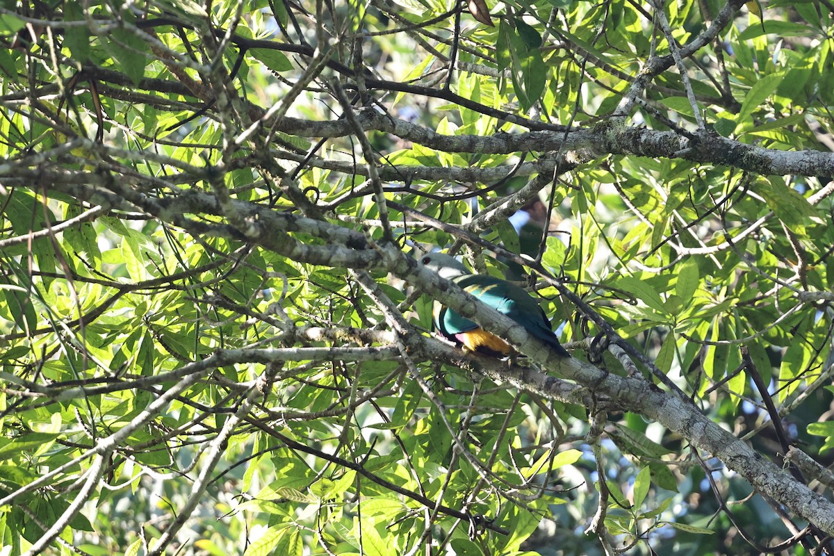 Wompoo Fruit-Dove - ML645912849