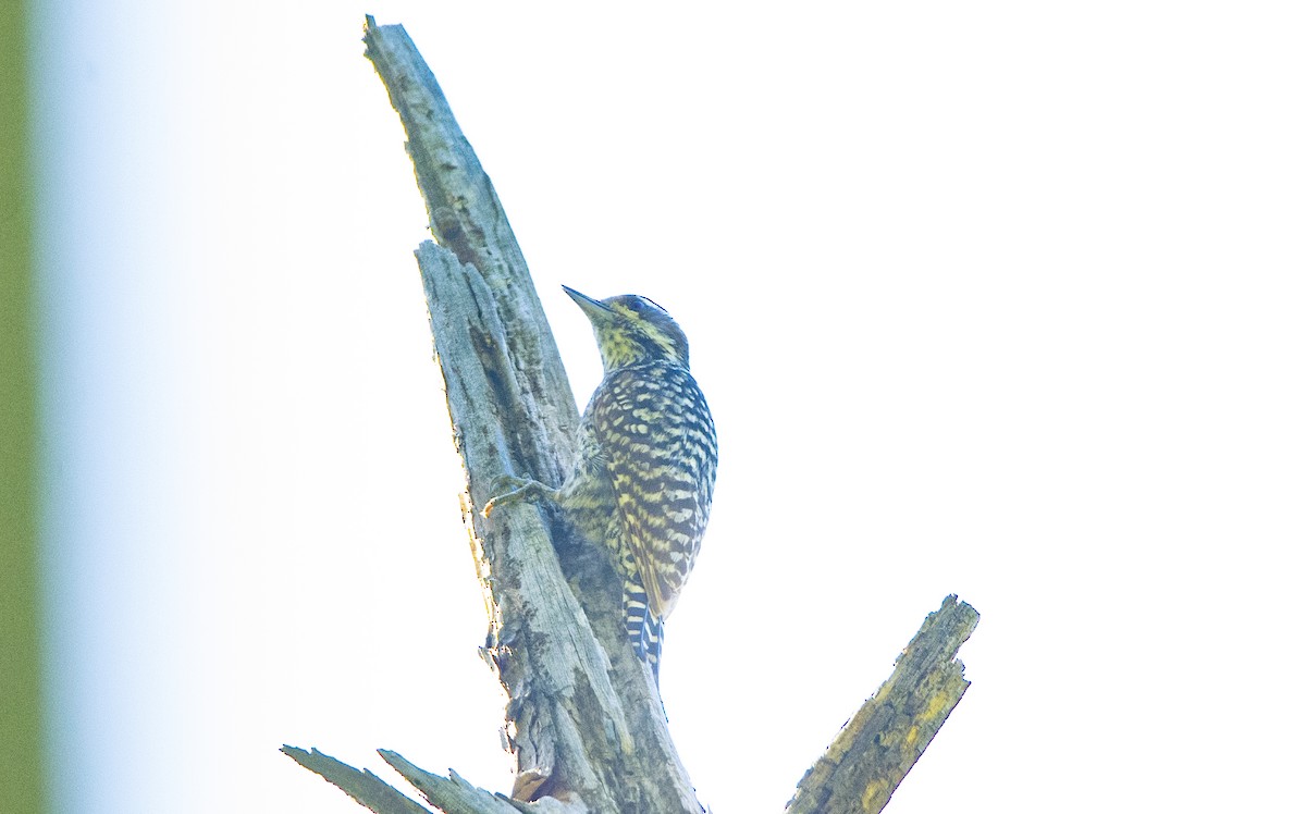 Checkered Woodpecker - ML645912852