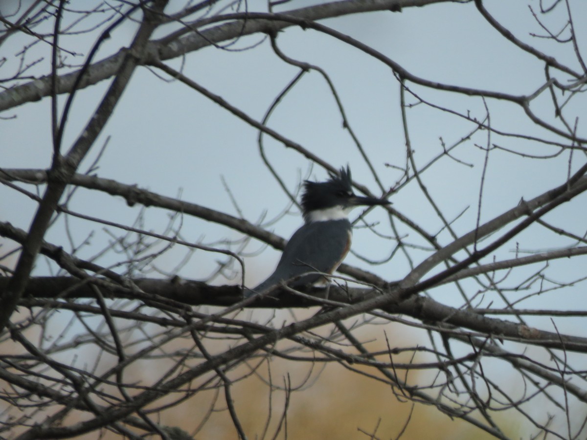 Belted Kingfisher - ML645912853