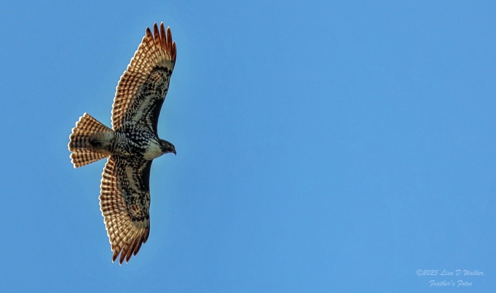 Red-tailed Hawk - ML645912861