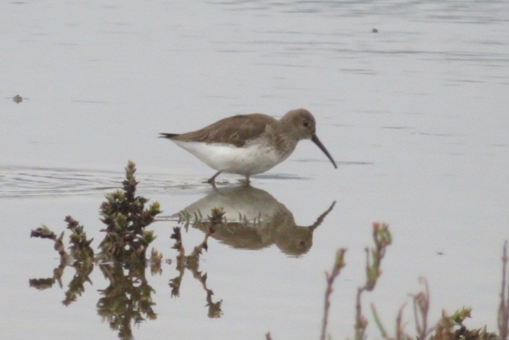 Dunlin - ML645912863