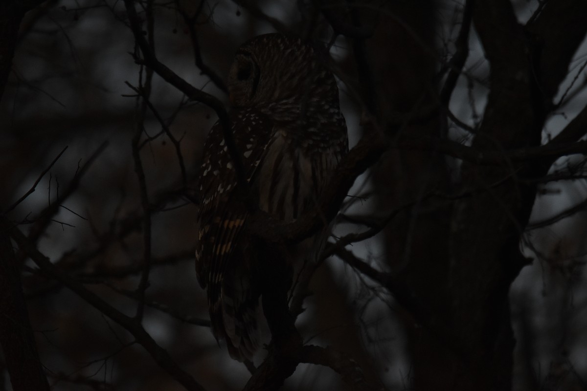 Barred Owl - ML645912864