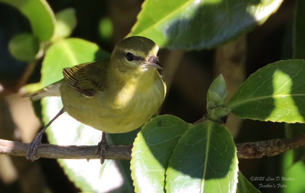 Tennessee Warbler - ML645912874