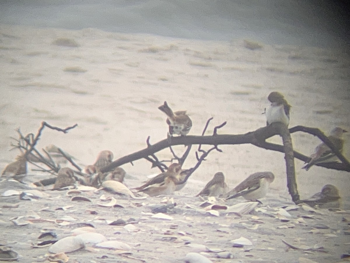 Snow Bunting - ML645912876