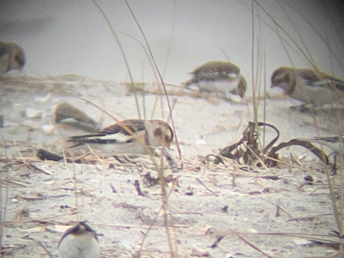 Snow Bunting - ML645912877