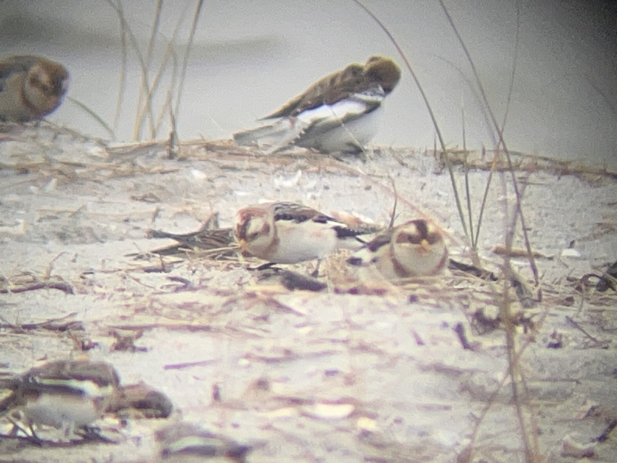 Snow Bunting - ML645912878