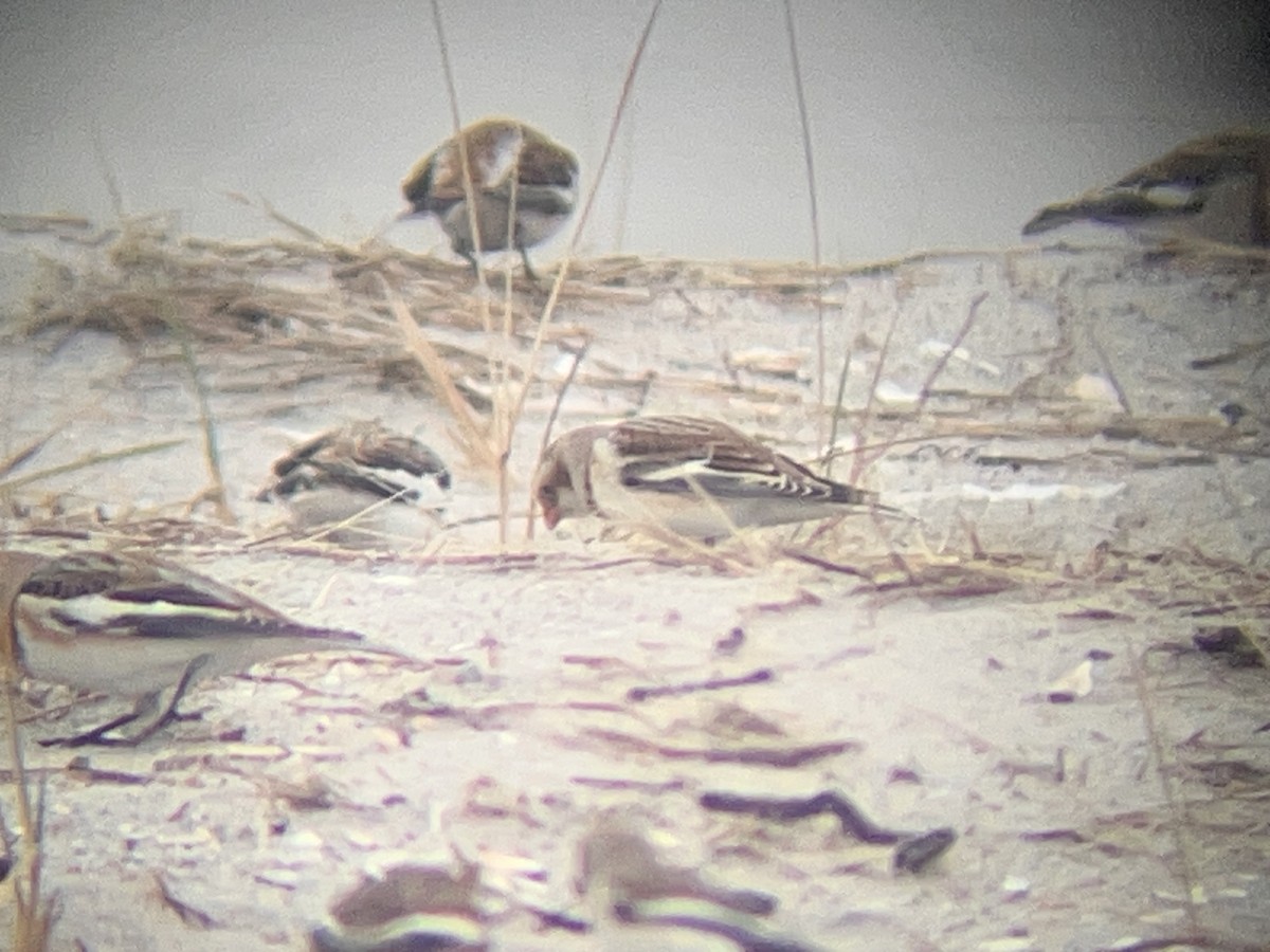 Snow Bunting - ML645912879