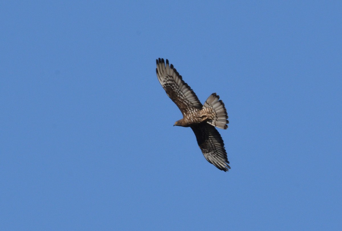 European Honey-buzzard - ML645912881