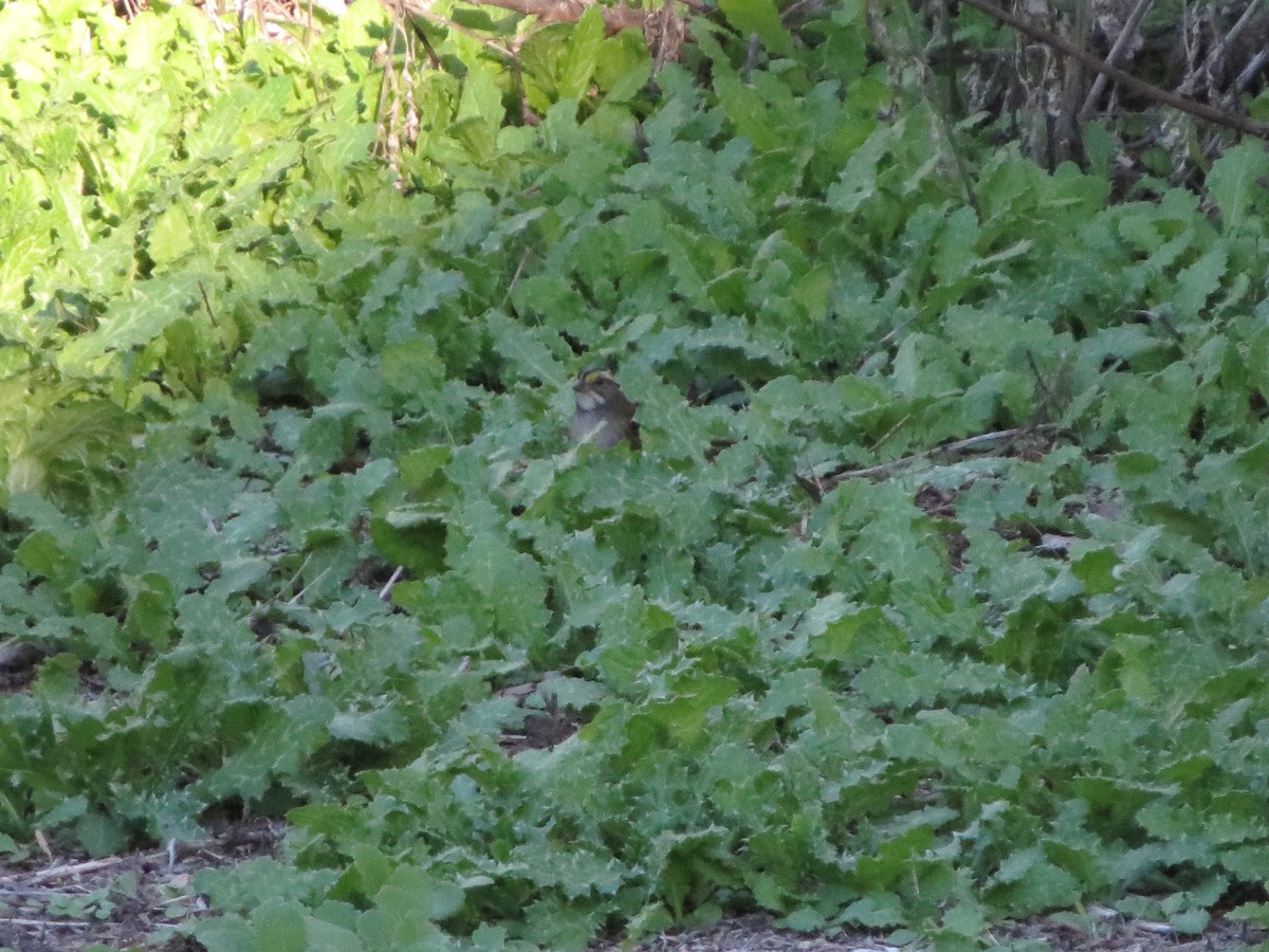 Weißkehlammer - ML645912884