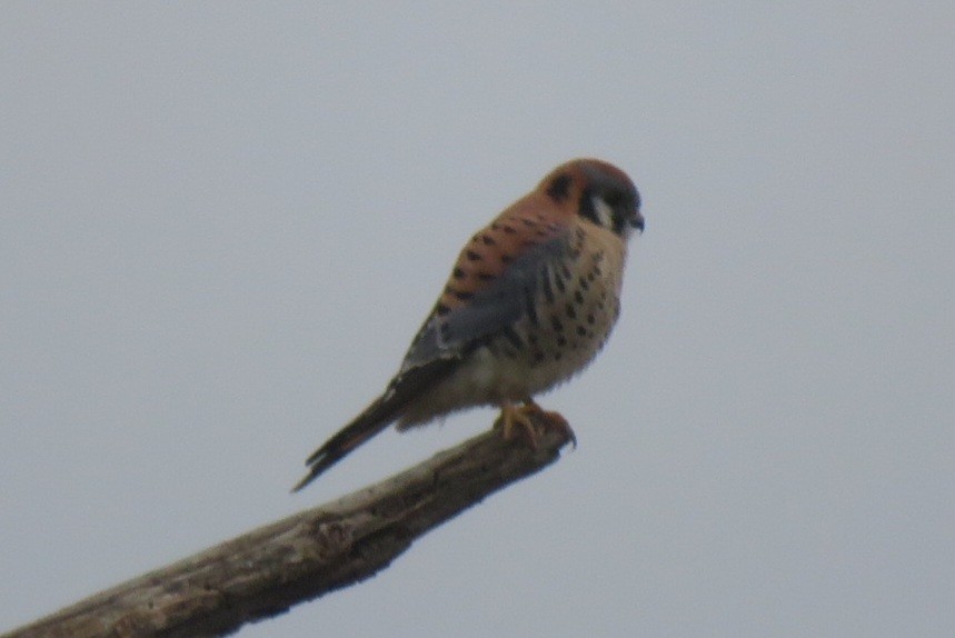 American Kestrel - ML645912889