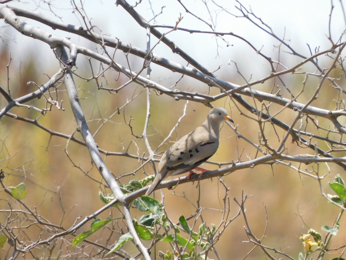 Croaking Ground Dove - ML645912890
