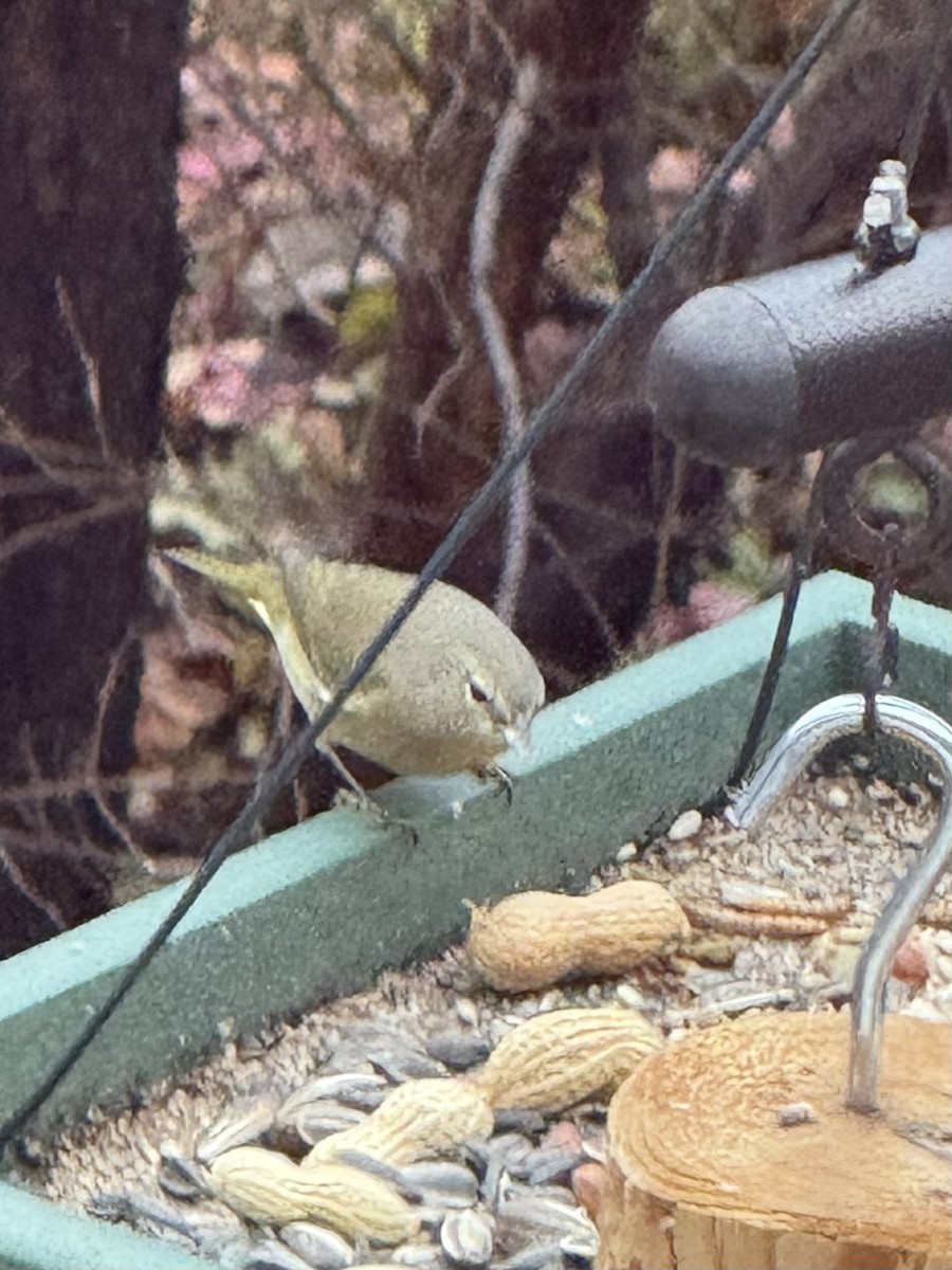 oransjekroneparula - ML645912891