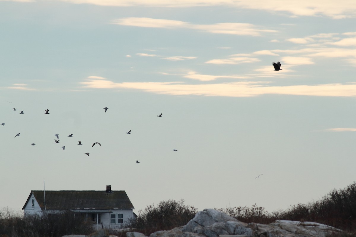 hvithodehavørn - ML645912892