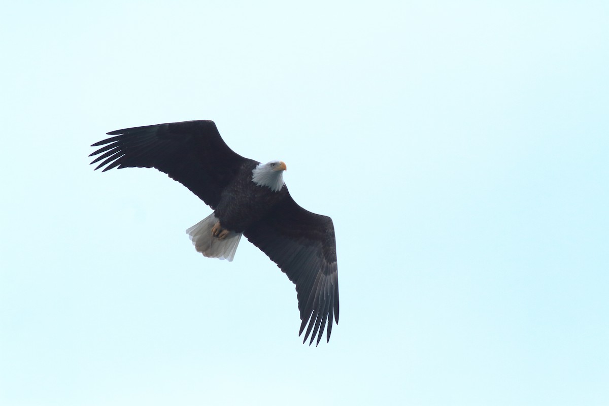 hvithodehavørn - ML645912894