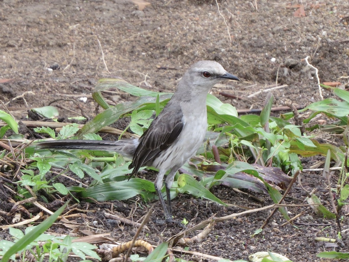 Tropikal Taklitçi - ML645912895