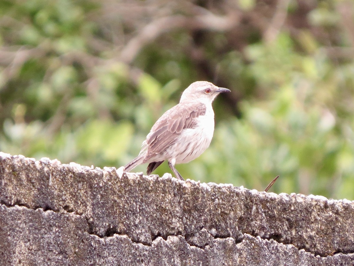 Tropikal Taklitçi - ML645912896