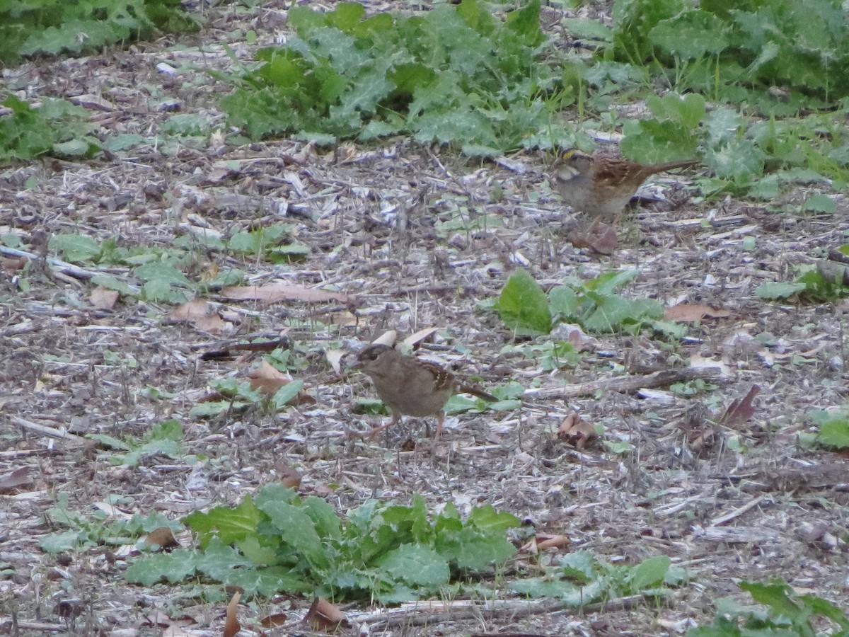 Weißkehlammer - ML645912897