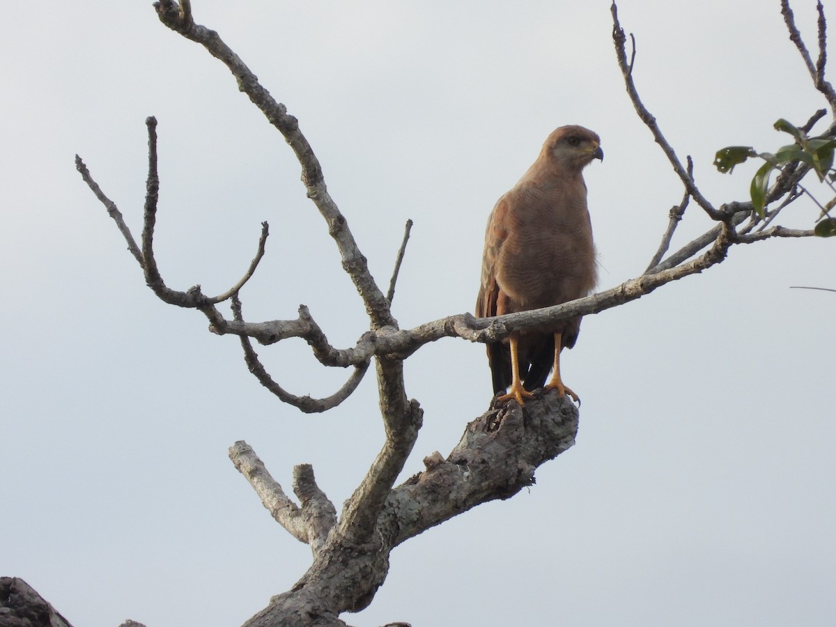 Саванный крабоед - ML645912899